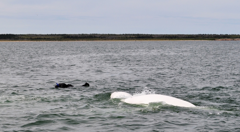 Schnorcheln mit Belugas im Churchill River