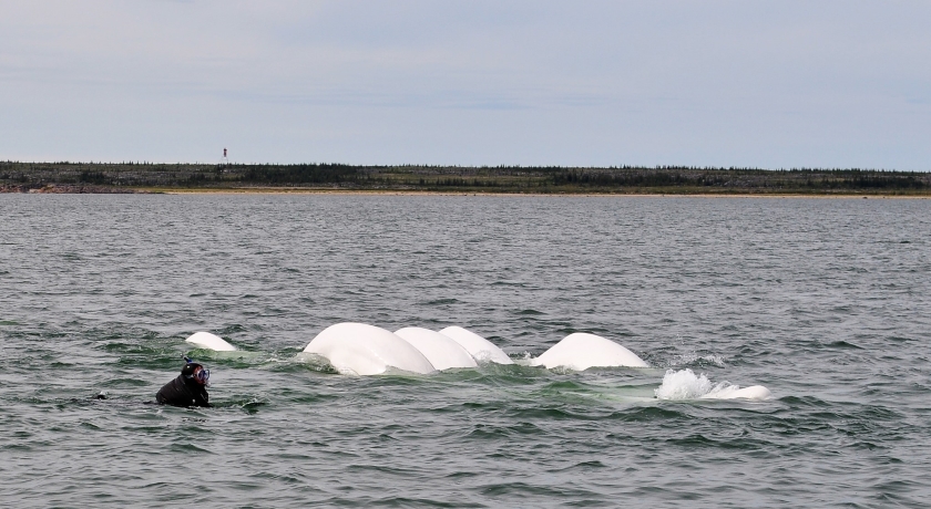Hudson Bay Schnorcheln mit Belugas