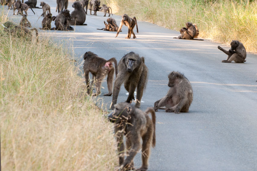 Affenbande in Südafrika