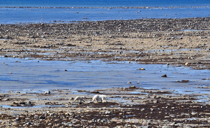 Eisbären Hudson Bay