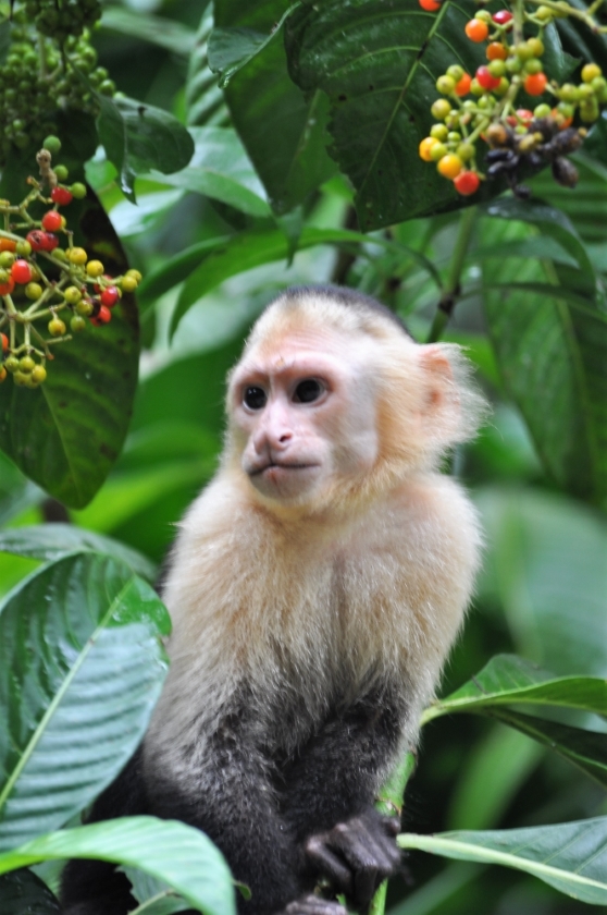 Kapuziner im Nationalpark Manuel Antonio in Costa Rica