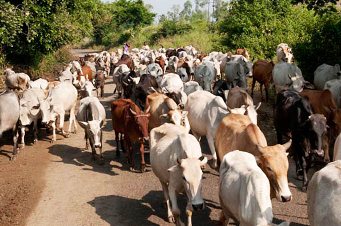 Holy cows on their way in Madhya Pradesh ©Regina Fischer-Cohen