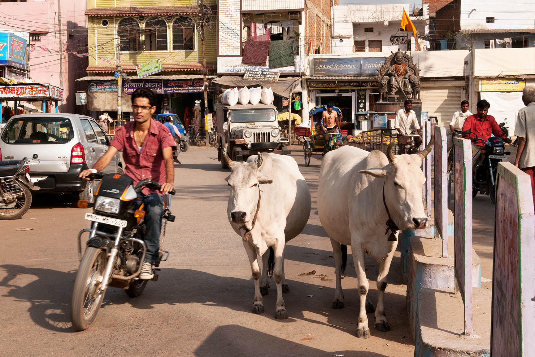 Heilige Kühe und andere Hindernisse auf Indiesn Straßen ©Regina Fischer-Cohen