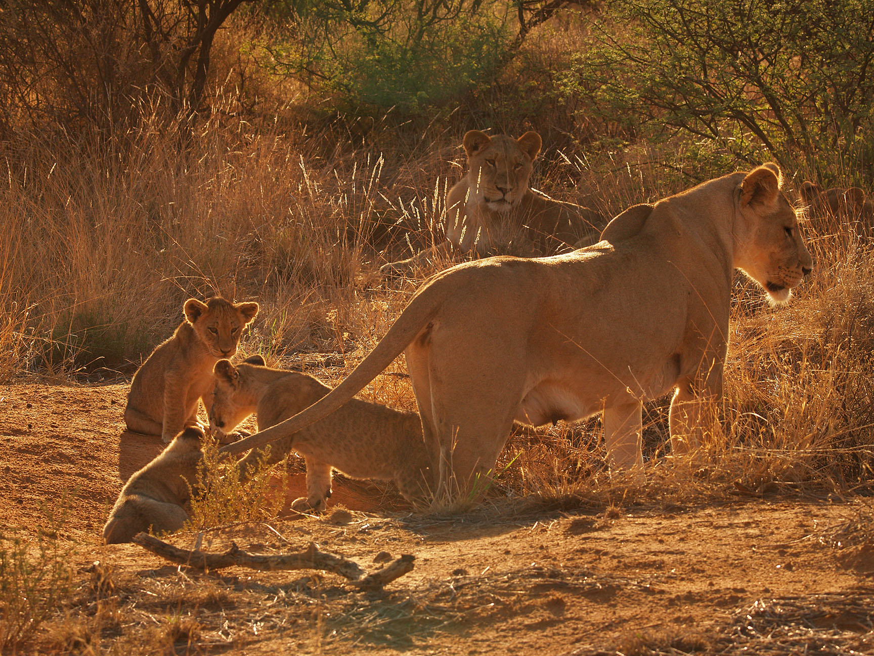 #South Africa, lioness wiuth cubs
