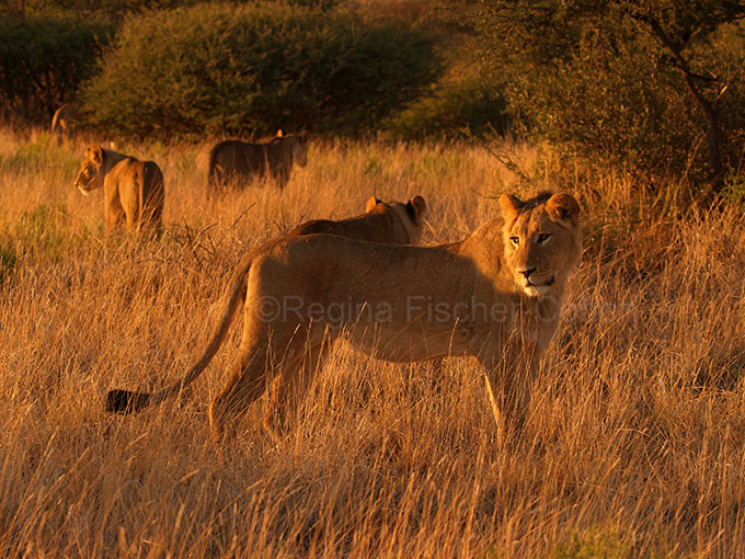 #South Africa, #lionesses, #safari