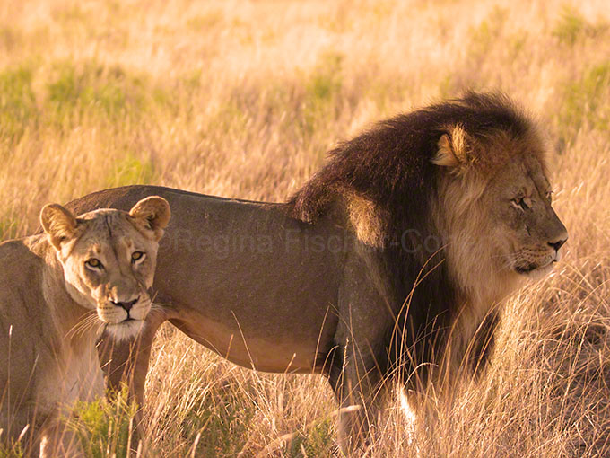 #South Africa, #Kalahari Tranfrintier Park, #lions in love