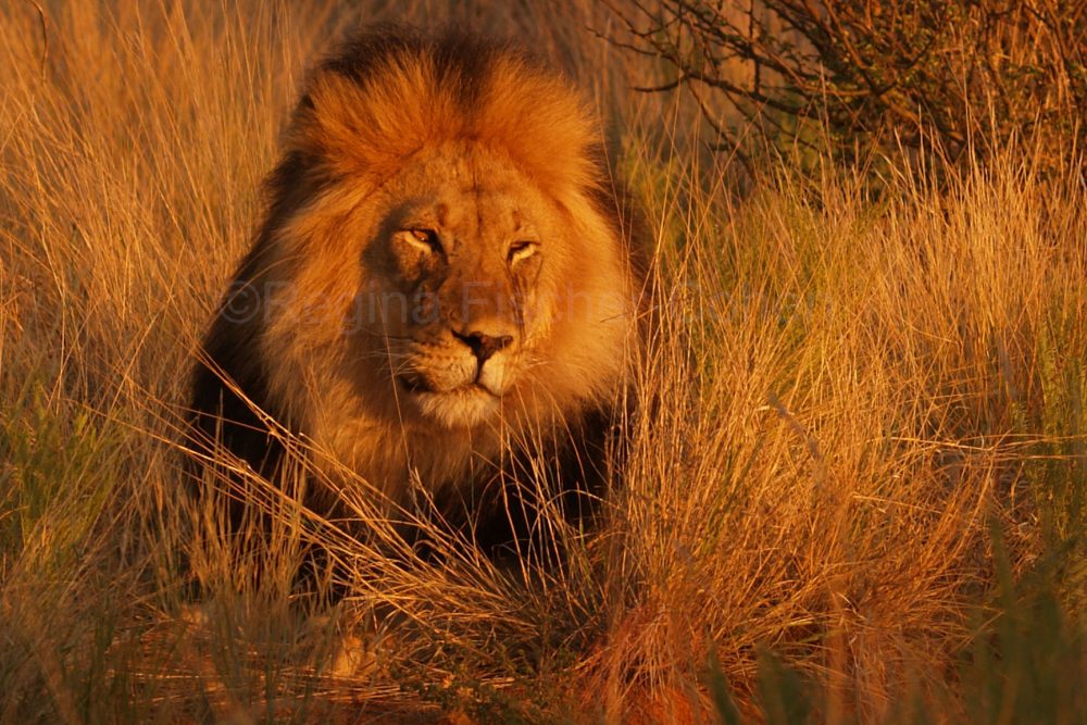 #Südafrika, #Löwenpascha