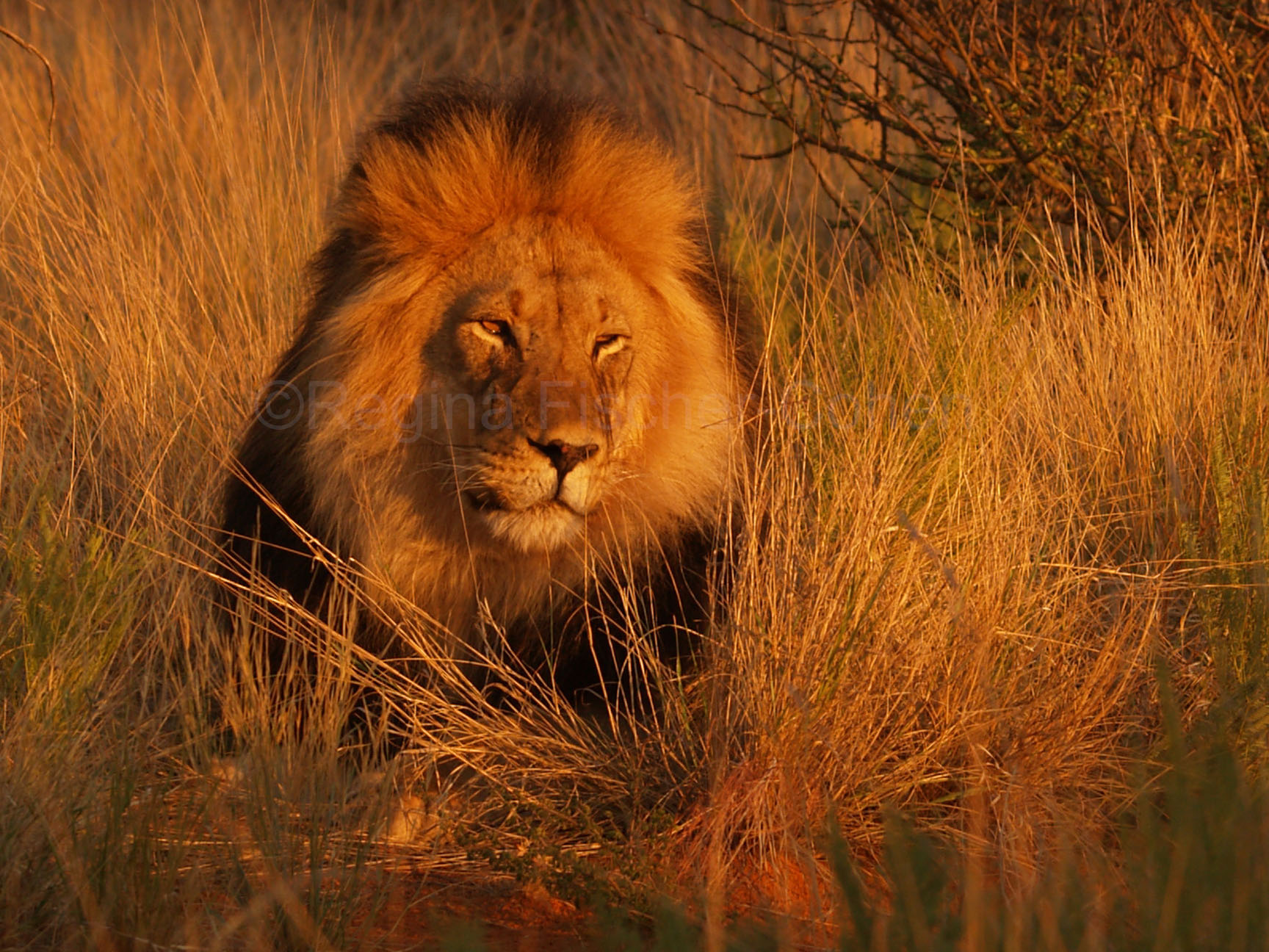 #Südafrika, #Löwenpascha