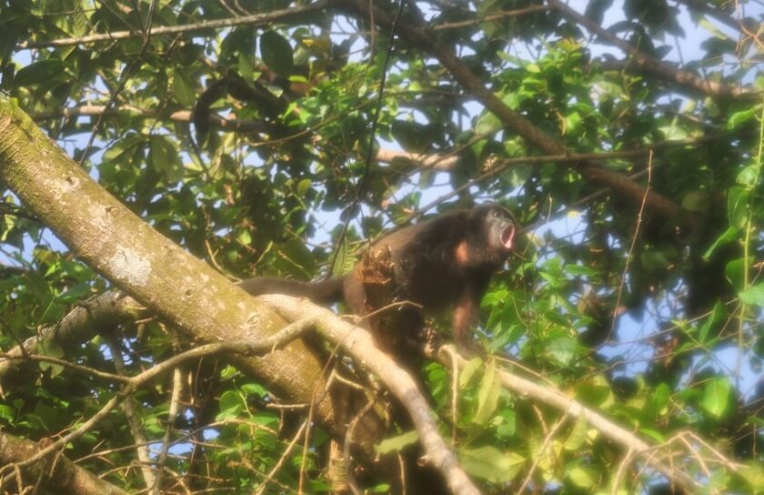 Brüllaffen bei der Regenwaldwanderung auf der Isla Coiba in Panama