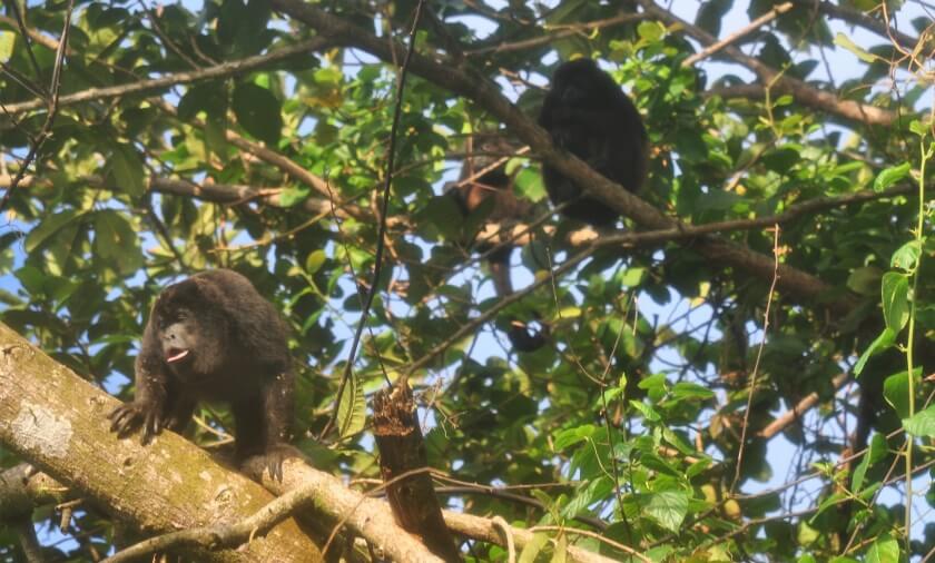 Brüllaffen bei der Regenwaldwanderung im Nationalpark Isla Coiba in Panama