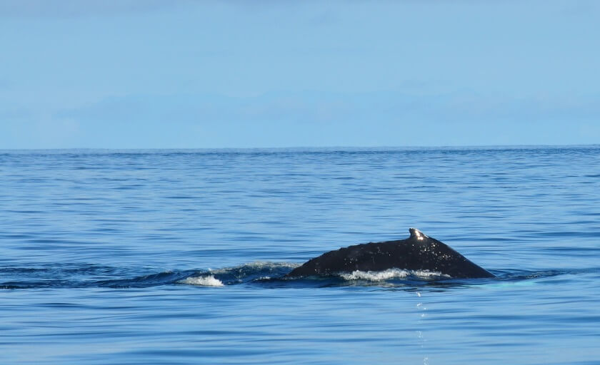 Whalewatching in Panama