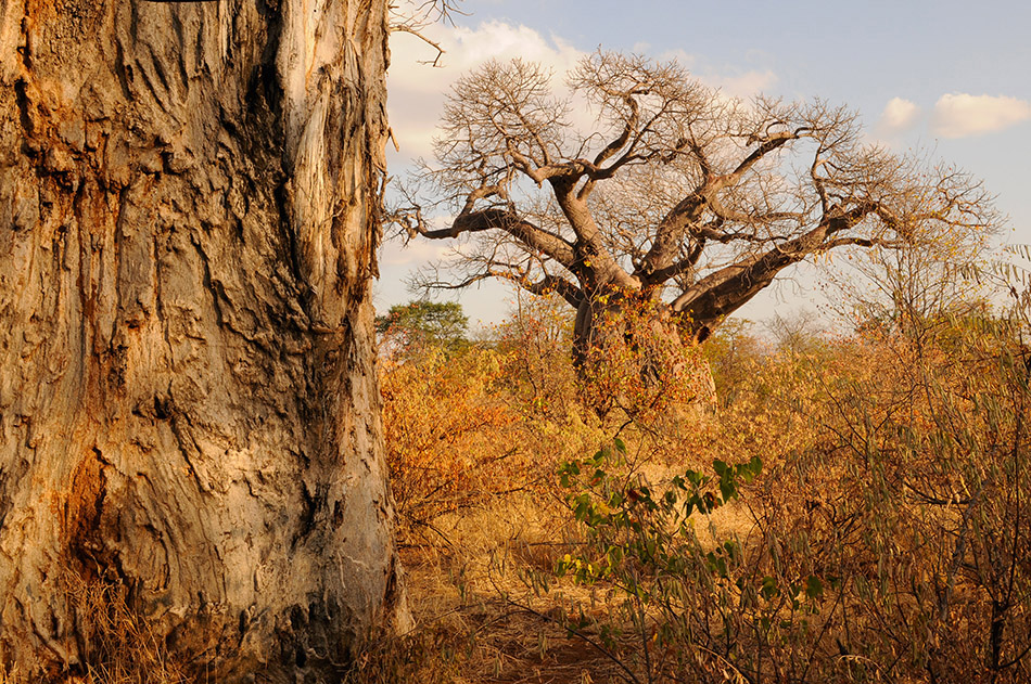 Baobabs bzw. Affenbrotbäume