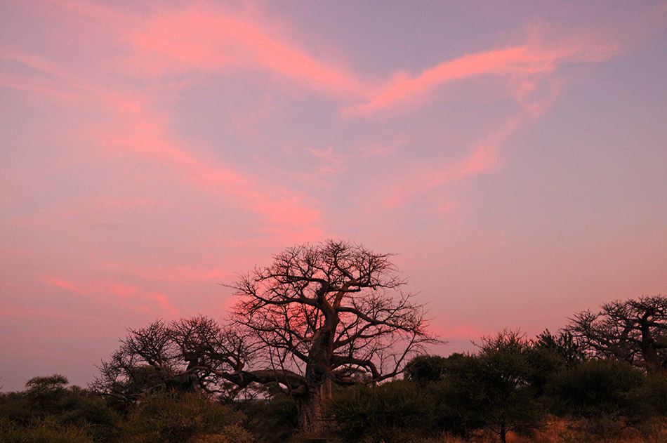 Traumpanorama im Great Limpopo Transfrontier Park ©Regina Fischer-Cohen