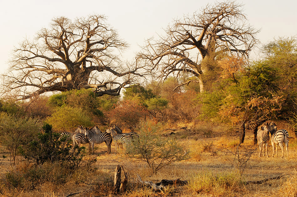 Baobabs bzw. Affenbrotbäume im Norden des Krüger Nationalparks